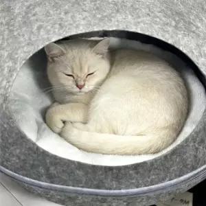 고양이숨숨집 고양이 발바닥형 숨숨집 돔형 은신 하우스 반폐쇄고양이집