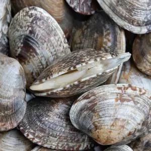 산지직송 국산 활 바지락 세척 생바지락 (1kg)