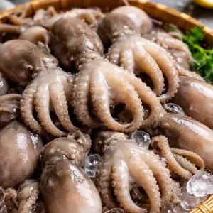 봄의선물 자연산 서해 활 생물 봄 쭈꾸미 주꾸미 (1kg)