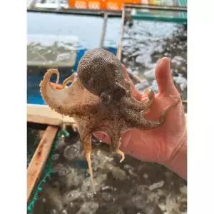 산지출고 서해 활 주꾸미 1키로 산소포장