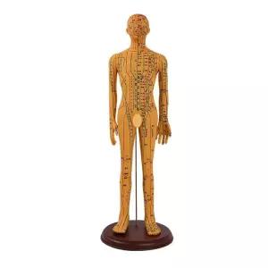 침술 마네킹 경혈 혈자리 인체모형 52cm 한의학 전신 남성여성 침자리 연습용