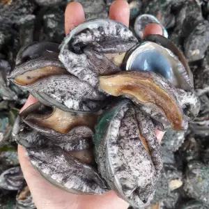 국산 완도 산지직송 활전복 중 18미 1kg 전복 /산소포장/손질용 솔 증정