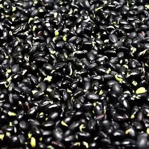 볶은 검은콩 50g 16개 간식 건강 영양 간편식 반려견 양제 아밀로펙틴 비타민 보충 제