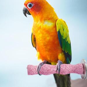 새발톱 갈이용 호환 스틱 앵무새 비둘기 콘유어 러브버드용