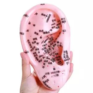 귀모형 교구 지압점 모형 수업용 귀침 실습 경혈 혈자리