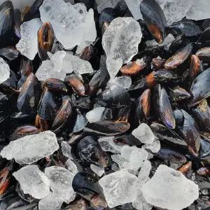 국내산 홍합 3kg