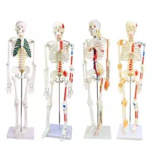 인체 뼈 모형 해부학 해부도 해골 심장 인간 45 해부 척추 85CM 근육