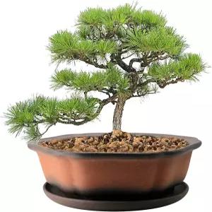 도자기 접시 나무 선인장 다육질 배열을 위한 컬러 그라데이션 얕은 테라코타 화분이 있는 무지 7.5인치