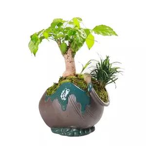 조화나무 소나무 식물 사각형 장식분재 암석 개업 +인공 화분 사무실 밀란