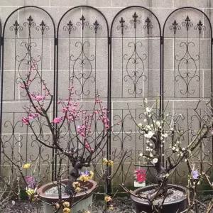 정원 철제대문 아치형 철제아치 장미받침대 가든조경 정원아치 포도나무넝