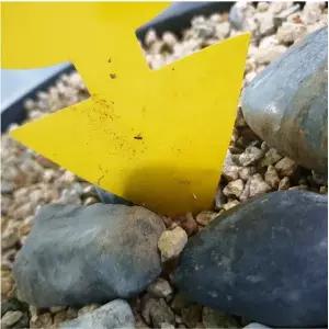 끈끈이 포도 초파리 토마토 서원뜰 오이 화분 고양이모양 스티커 식물 호박 집게 트랩