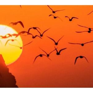 50피스 코어 비드 초크 페라이트 클립 링 3.5/5/7/9/13mm USB/비디오 케이블 전원 코드용 커넥터 클램프