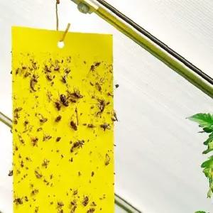 실내 해충 포획 끈끈이 트랩 10매 초파리 날파리 모기 벌레 퇴치 주방 화장실