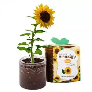 [셀러에이드]미니화분 만들기 11종 식물 키우기 세트