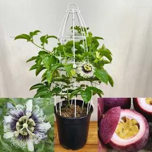 패션프루트나무 백향과묘목 패션후르츠