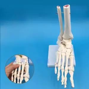 발모형 발뼈 족골 뼈 탄성밴드없음 인체모형 관절 구조 해부학 경골 발뼈 교육용