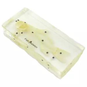 학습교구 물고기뼈 밀봉형 표본 실험실 나비 생물표본