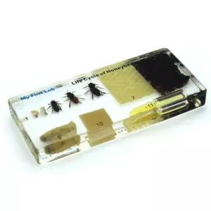 곤충채집 과학 학습교구 성장표본 꿀벌 중학생 매미