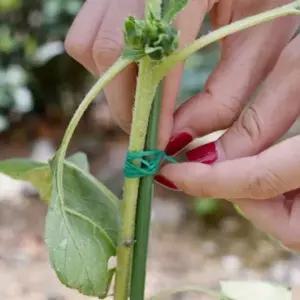 [골드스마일]원예용 끈 식물 고정 타이 가든 줄기 가지 정리