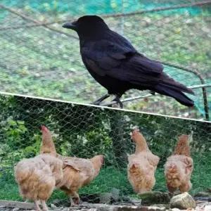 방조망 농작물 보호용 새그물망 2x5M