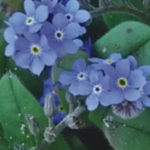 물망초 관상 꽃 야생화 꽃씨 종자 씨앗 품종 200립