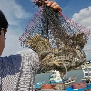 봄 알베기 국내산 활 주꾸미 1kg 샤브샤브