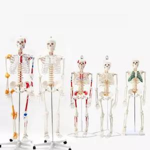 전신 뼈 인체 골격 모형 해골 이동식 인대 해부학 스탠드