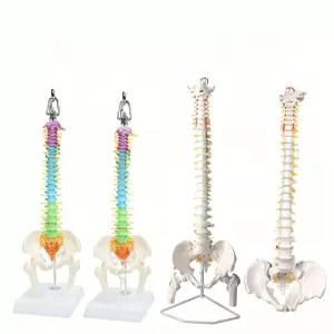 척추모형 뼈 모형도 병원 교육 인체모형 해부