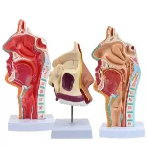 비강 해부학 이비인후과 코구조 편도 모형 실습 인체