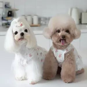 강아지 원피스 반려견 나시 여름 홈웨어 1P