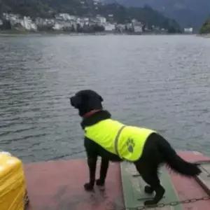 강아지 하네스 대형견 야간 반사 산책 조끼