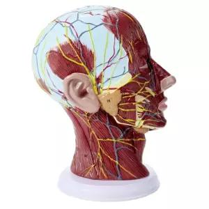 병원 해부모형 의학 교육용 뼈 간호사 실습 해부 교구 피규어 생물 보건 인형 사람 장기