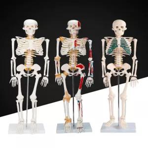 인체 해골 모형 180cm 과학실 교구 뼈대 교육용 해부 모델 이동식 뼈