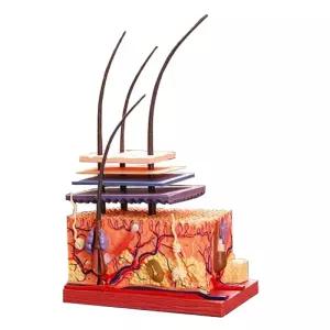 피부조직모형 4D 두피 50배 조직 모낭 미용