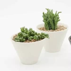 다육 키우기 세트 화이트 화분씨앗 식물재배기소소플리마켓