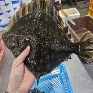 제철 남해 강도다리 순살 회