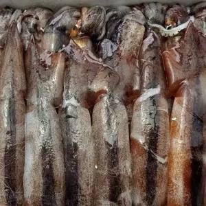 당일조업 동해안 생물 초코 오징어 800g 2-3미