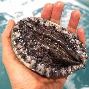 국산 완도 활전복 대 9~10미 1kg 전복 /산소포장/손질용 솔