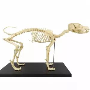 강아지 골격 해부 모형 기자재 교육용 뼈 뼈대 실험실 병원 개 해골