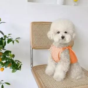 [JED] 꽃무늬 강아지 드레스 나시 PET 리본 실내복 원피스