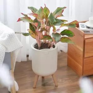 실내 인테리어 다육 화분 탁상용 거실 베란다 장식용 모던 스타일리시 식물 대형 깔끔한