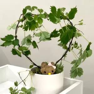 하트모양 원형 넝쿨 화분 식물지지대