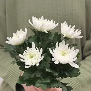 생화 국화 기념일 플라워샵 꽃집 배달 꽃선물 친구