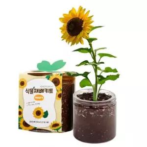 식물키우기 11종 재배키트 미니화분 꽃피우기 만들기