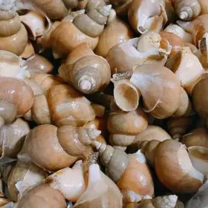 [작심밀도]울진직송 백고동대 1.5kg