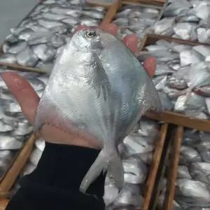 신선한 남해안 횟감용 비손질 병어 1kg 8미 내외