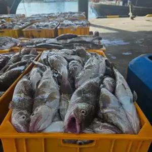 국내산 동해안 생물 대구 2kg 당일조업 생대구