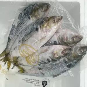 냉동 전어 2KG 전어 생선 냉동전어 급냉전어 전어구이