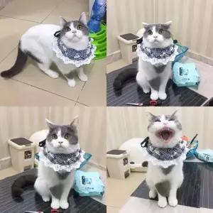 반려묘 반려견 전용옷 고양이옷 얄팍한 법투 환기 유묘 봄가을 여름냉감잠옷 그리드