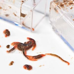 (HMA56)스틸 캐터필러 에디 웜 캐처 트랩 담수 수족관 산호 해수어 플라스틱 재질